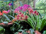This is one of a group of plant pix from Singapore's Botanic Gardens.