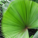 This is one of a group of plant pix from Singapore's Botanic Gardens.